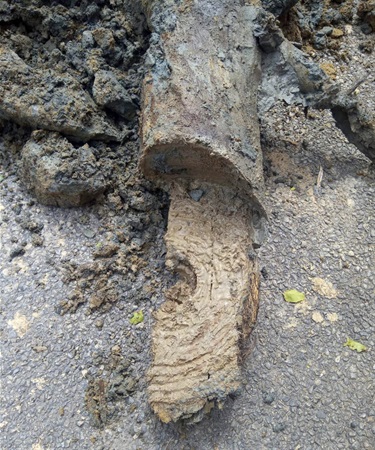A piece of totara found during the drilling that has been dated at almost 5000-years-old