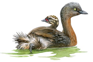 Weweia (New Zealand dabchick)