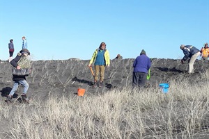 Castlecliff Coast Care community planting day on 11 July 2021