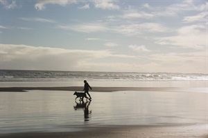 Dog on beach