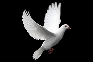 Anzac Day dove of peace