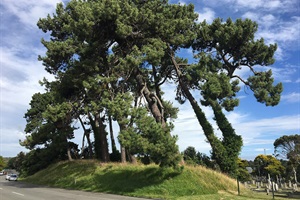 pine trees for removal on Ridgway St alongside Heads Rd Cemetery