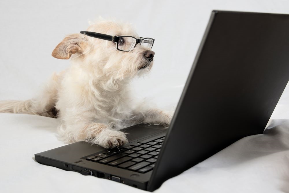 Dog sitting at computer