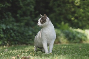 Cat sitting on a lawn