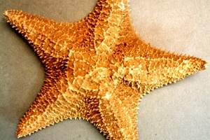 Starfish