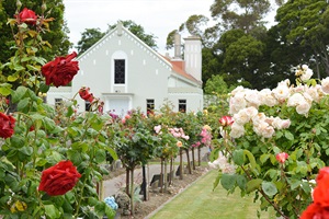 Roses and building at cemetery