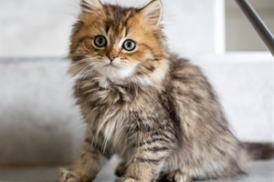 kitten-pic.jpg