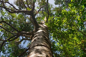 Kauri tree
