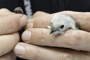 Pōpokotea being banded before release into Bushy Park Tarapuruhi - Image-Forest & Bird.jpg