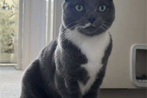 Image of a cat named Grace