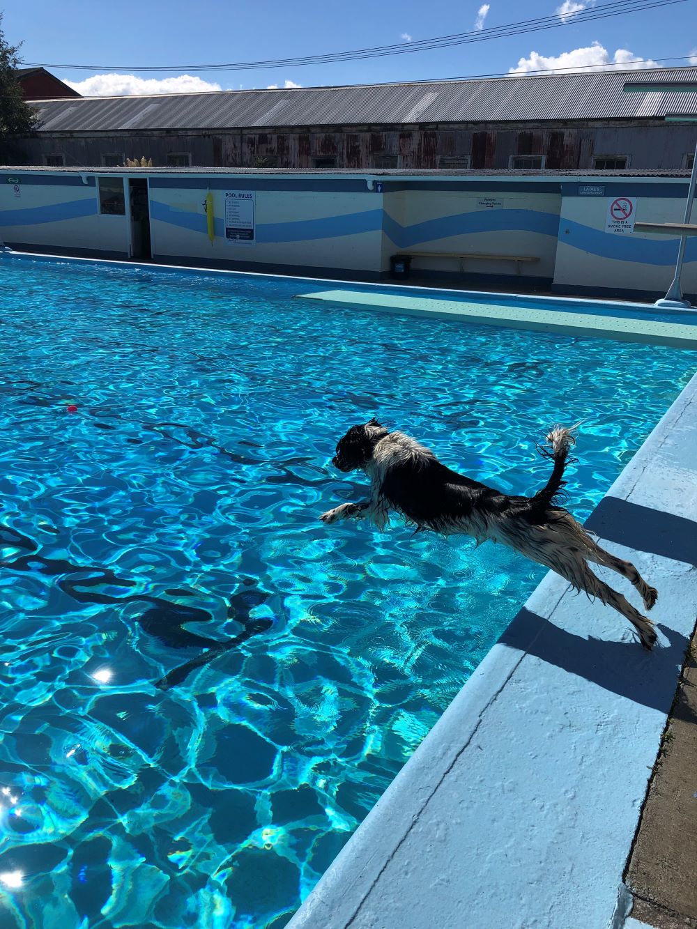Dog jumping into the pool
