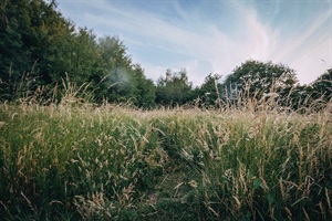 Tall grass