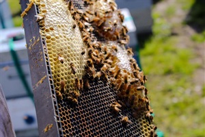 Bees working in the hive